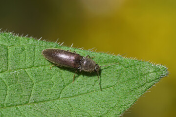 A click beetle Athous haemorrhoidalis in the genus Athous on a leaf in spring in a Dutch garden. Family Elateridae.