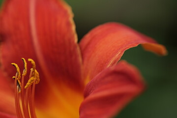 Gelb orange Taglilien Hemerocallis-Hybride in Nahaufnahme