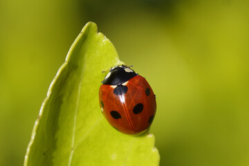 A seven-spot ladybird (Coccinella septempunctata) on a leaf of an euonymus in the garden in the Dutch village of Bergen. Netherlands, March 14, 2020.  