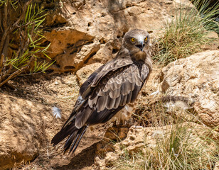 Fototapeta premium A closeup portrait of a Short toed snake eagle resting in its enclosure in the Jerusalem, Israel, zoo.