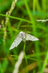 butterfly on the grass