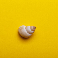 Shea shell on the yellow background