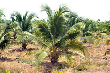 Obraz na płótnie Canvas Coconut farm, plantation coconut, coconut plam tree in Thailand.