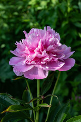 Blooming pink peony in summer