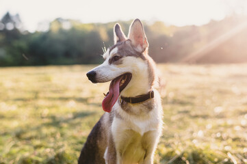 Husky Puppy at sunset