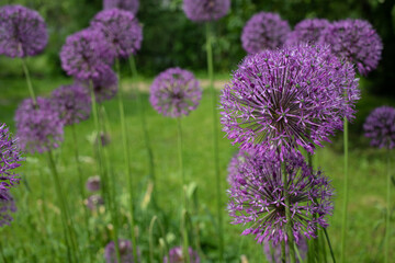 Blooming purple ornamental garlic, spring flower