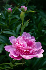 Blooming pink peony in summer