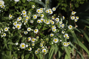 Margerytka kwiatek biały ogród