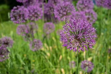 Blooming purple ornamental garlic, spring flower