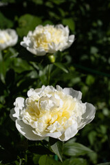 Blooming white peony in summer