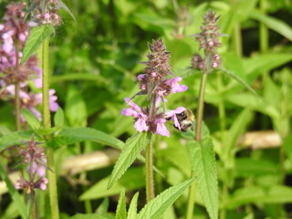 Herbal pink flowers and flying insect