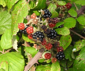 Natural blackberry fruit during ripening