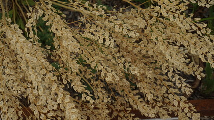 Golden yellow leaves of a plant