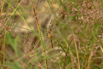 Große Heidelibelle (Sympetrum striolatum).
