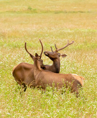 embracing bull elk