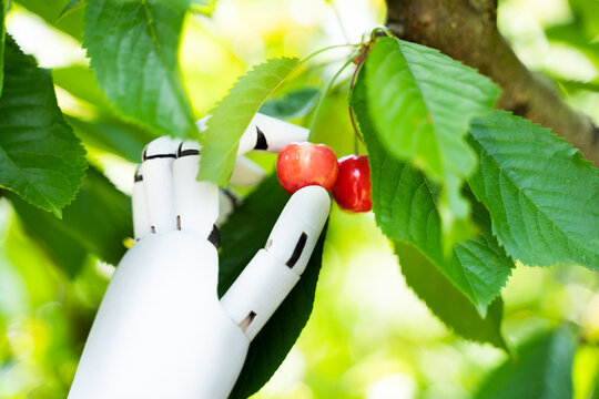 AI Farmer Assistant Picking Fresh Fruit