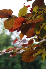 autumn leaves in the forest