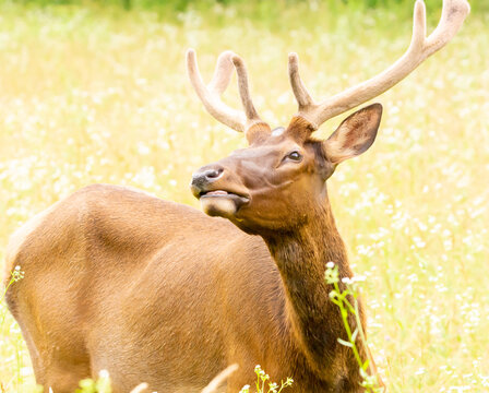 elk in field of daiseys