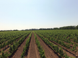 Fototapeta na wymiar A summer vineyard shot (drone aerial view)