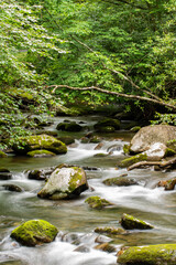 stream in the forest