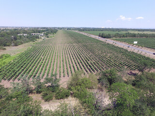 A summer vineyard shot (drone aerial view)