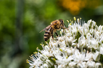 Close up honey bee collecting pollen on white onion flower