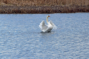 Łabędź na jeziorze © Edward
