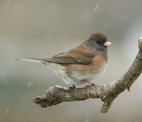 Obraz premium A Junco perched on a branch on a cold winter day with streaked snow flakes showing in the air, in a garden in Salem, Oregon.