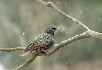 Fototapeta premium A Starling in winter plumage perched on a branch on a cold winter day with streaked snow flakes showing in the air, in a garden in Salem, Oregon.