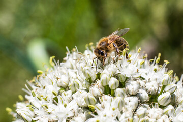 Close up honey bee collecting pollen on white onion flower