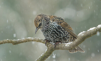 A Starling in winter plumage perched on a branch on a cold winter day with streaked snow flakes showing in the air, in a garden in Salem, Oregon.