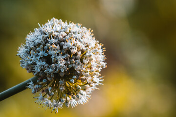 Closeup white onion flower during golden hour sunset. Copy space for text on right side