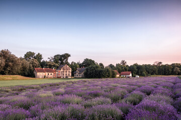 Fototapeta na wymiar Lavender field in the summer with pink sunset colors