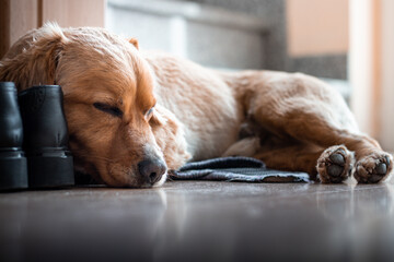 Cute dog sleeping on shoes inside house. Cute small dog feeling tired, home lifestyle.
