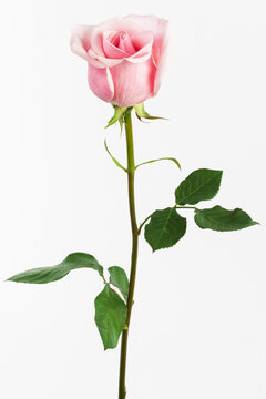 single pink rose on white background