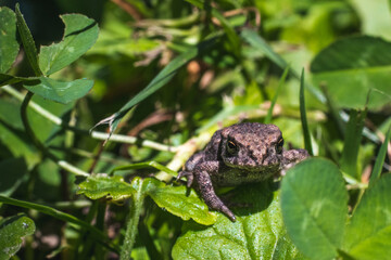 Brown frog sitting on leaves in a forest and looking into the camera with his dark brown eyes