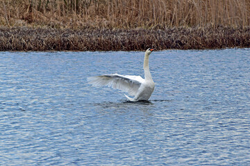 Biały łabędź na jeziorze © Edward