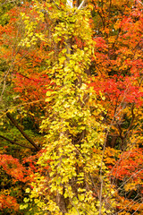 Contrasting Yellow and Orange Autumn Foliage