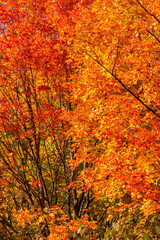 Orange and Red  Auutumn Sugar Maple Foliage