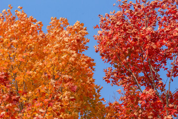 Maple Trees Against the Sky