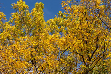 Naklejka premium Golden Autumn Foliage Against the Sky