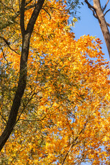 Otrange Autumn Leaves with Tree Trunks