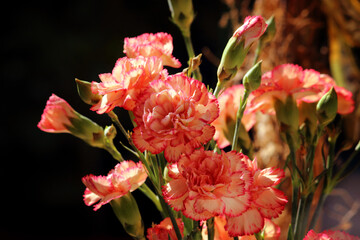 Nelken (Dianthus)