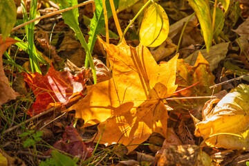 Yellow Maple Leaf on the Ground