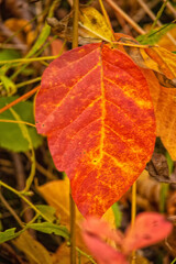 Red Autumn Leaf