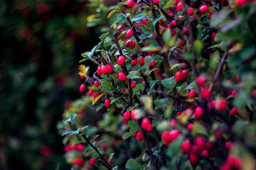 colorful background of green and red leaves of ripe forest barberry with natural bokeh, summer plants close-up