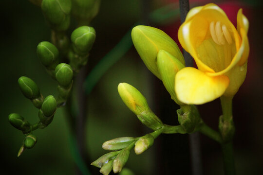 Die gelben Freesien (Freesia)
