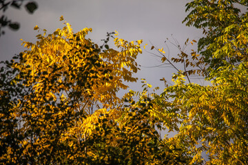 Autumn Leaves Against the Sky