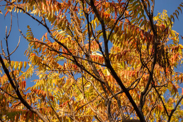 Golden Autumn Leaves Against the Sky