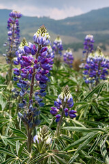 Flor de lavanda en paisaje de montaña.